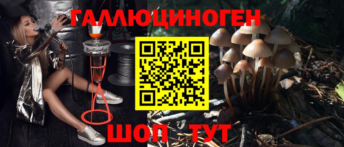 Псилоцибиновые грибы Psilocybine cubensis Богородицк